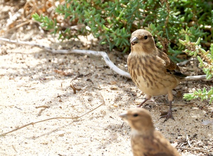 Linaria cannabina-81
