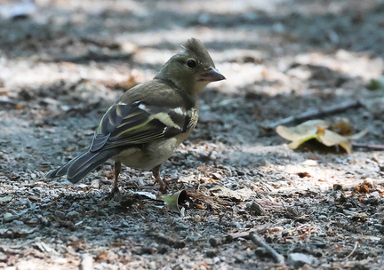 Fringilla coelebs-90