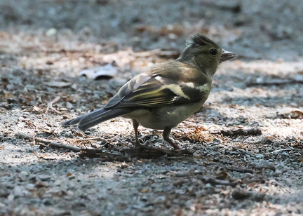 Fringilla coelebs-91