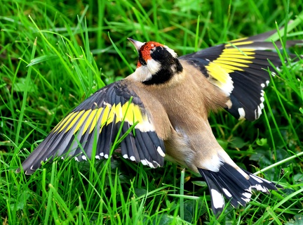 Carduelis carduelis-4