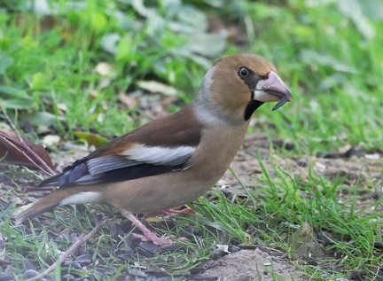 Coccothraustes coccothraustes-01
