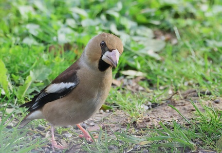 Coccothraustes coccothraustes-02