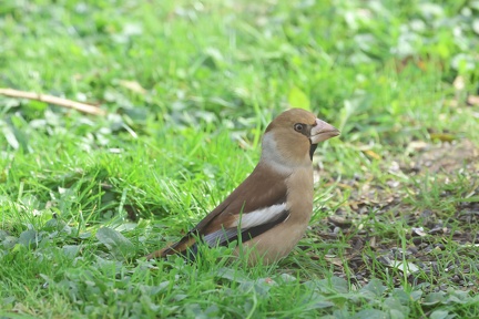 Coccothraustes coccothraustes