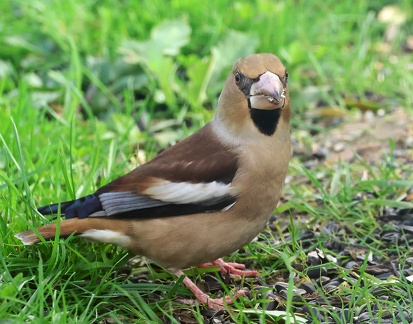 Coccothraustes coccothraustes-03
