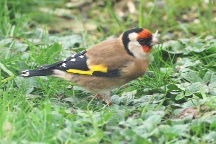 Carduelis carduelis-42