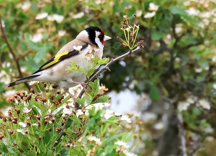 Carduelis carduelis-1