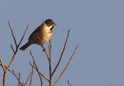 Emberiza schoeniclus