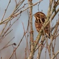 Emberiza schoeniclus-1