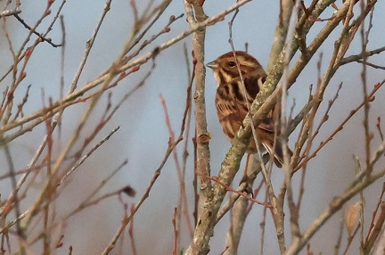 Emberiza schoeniclus-1