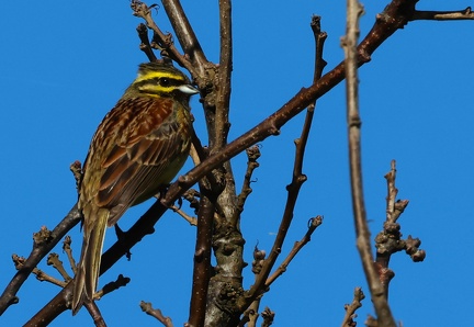 Emberiza cirlus-4
