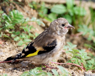 Carduelis carduelis-3