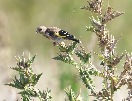 Carduelis carduelis-31