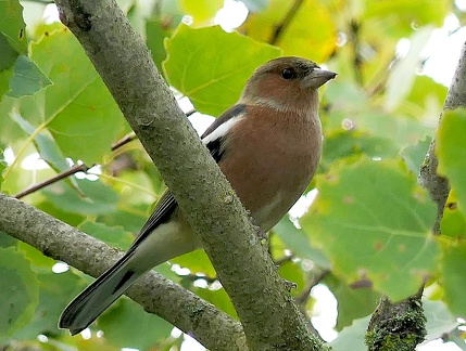 Fringilla coelebs-1