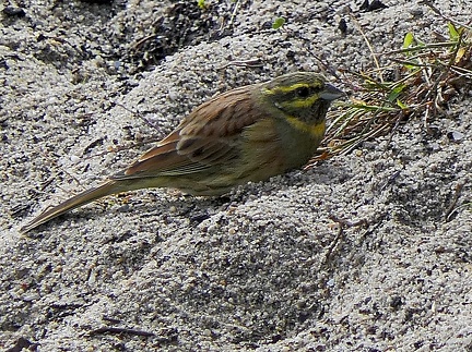 Emberiza cirlus