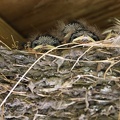 Hirundo rustica-3