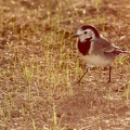 Motacilla alba-2