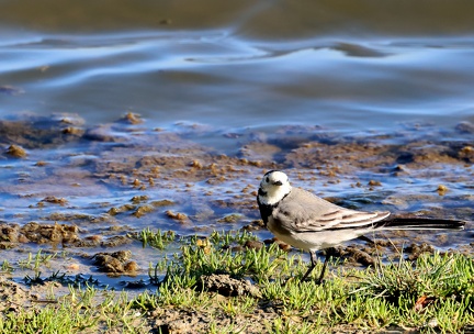 Motacilla alba-4