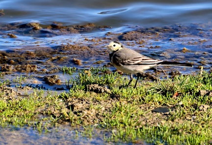 Motacilla alba-41
