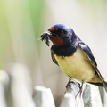 Hirundo rustica-81