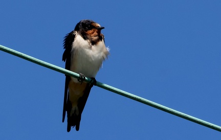 Hirundo rustica-6