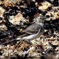 Motacilla alba-3