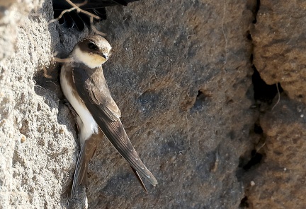 Riparia riparia-2