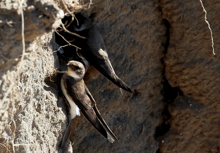 Riparia riparia-1