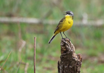 Motacilla flava-5