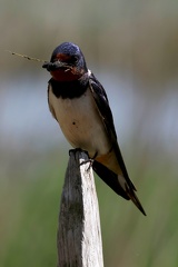 Hirundo rustica-2