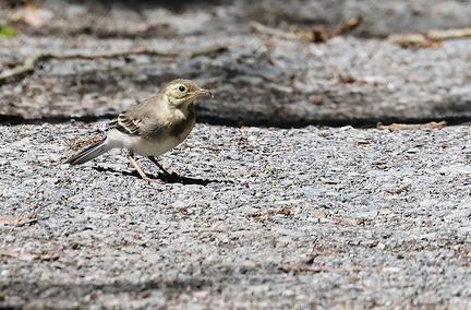 IMotacilla sp.