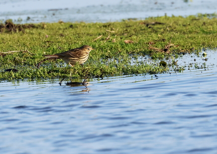 Anthus pratensis-41