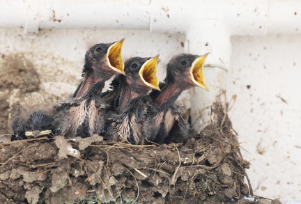 Hirundo rustica-90