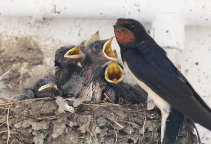 Hirundo rustica-91