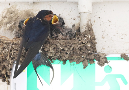 Hirundo rustica-92