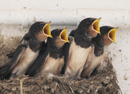Hirundo rustica-94