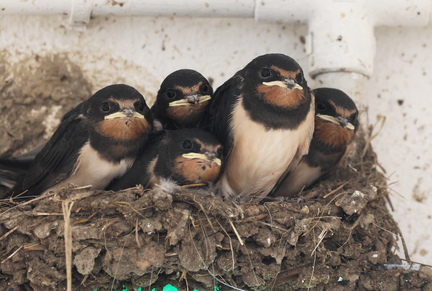 Hirundo rustica-93