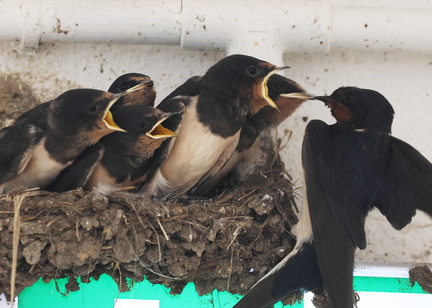 Hirundo rustica-95