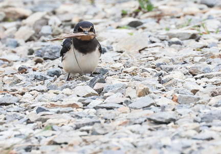 Hirundo rustica-96