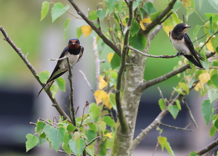 Hirundo rustica-97