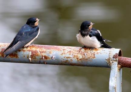 Hirundo rustica-5