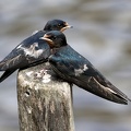 Hirundo rustica-4