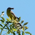Motacilla flava-3
