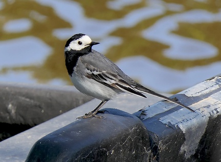 Motacilla alba