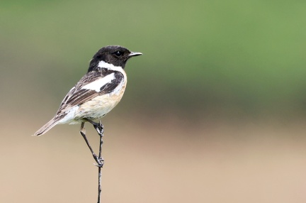 Saxicola rubicola-21