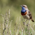 Luscinia svecica-73