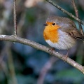 Erithacus rubecula-4