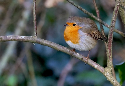 Erithacus rubecula-4