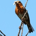 Erithacus rubecula-2