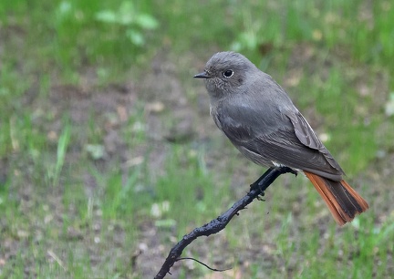 Phoenicurus ochruros