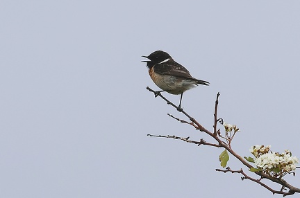 Saxicola rubicola-11